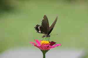 Schmetterling in Nepal