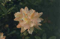 Rhododendronpark Bremen 1999