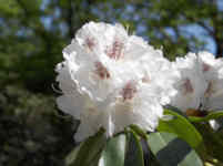 Rhododendronpark 2007