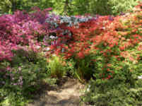 Rhododendronpark 2007