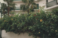 Teneriffa 1996