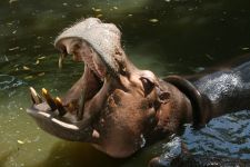 Ein Flusspferd in der Krokodilfarm Bangkok