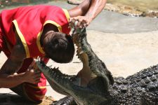 Krokodilfarm Bangkok