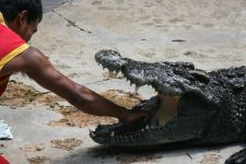 Krokodilfarm Bangkok