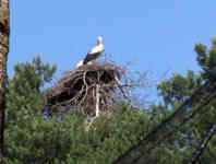Vogelpark Walsrode 2007